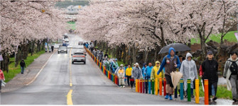 제주시 오등상동(11통)마을회 죽성, 고다시 마을 벚꽃거리 걷기대회 개최