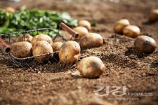 웰빙&힐링농업직판장 | [웰빙라이프] 요즘 뜨는 친환경 농산물 꾸러미 "나도 한 번 이용해 볼까?"