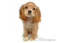 [반려동물건강] 다리를 절뚝 강아지 슬개골 탈구 치료 이루어져야