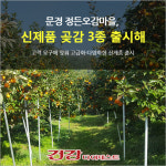 [카드뉴스] 문경 정든오감마을, 신제품 곶감 3종 출시해