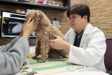 [반려동물건강] 두발 보행하는 반려견, 강아지골절 조심하세요!