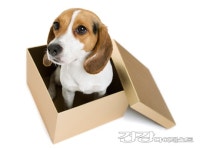 [반려동물건강] 강아지 심장병 증상, 초기에 치료해야