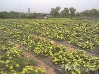 [건강피플] 천년초 연구에 20년 천년초 박사 이기영 교수