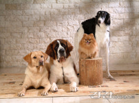 [반려동물 건강] 찬 바람이 부는 겨울철… 강아지 건강도 신경 써야 해