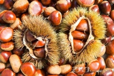 스태미너 건강식 밤의 효능