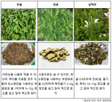건강에 좋은 봄철 약초 가정에서의 활용법