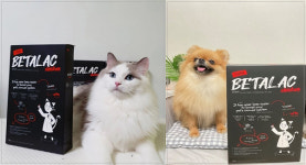 반려동물 브랜드 페피테일, 강아지·고양이 영양제 체험팩 할인 프로모션 진행
