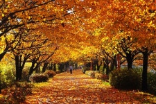 가을단풍 절정…서울 도심서 만끽하는 단풍길