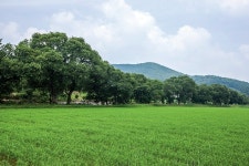 마을을 품은 숲, 역사와 전설이 살아 숨 쉬는 곳