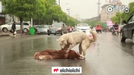 (영상) 친구야~ 죽지마~ 일어나~ ... 슬퍼하는 강아지