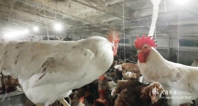 살처분 위기 모면한 익산 참사랑 동물복지 농장, 생명달걀 배송 시작