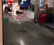 (영상) 부산 구포 개시장 동물학대자를 찾습니다