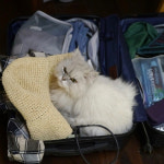 효리네 민박, 반려동물 식구들 비하인드 컷 공개