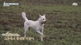 ‘효리네민박2’, 막내 미달이를 소개합니다