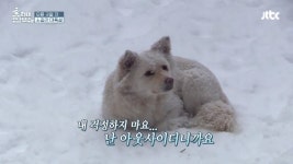 ‘효리네민박2’, 소길리 아웃사이더 고실이