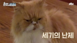 효리네민박2, 깜빡~깜빡~ 고양이 인사 나누는 윤아와 삼식이