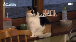 효리네민박2, 깜빡~깜빡~ 고양이 인사 나누는 윤아와 삼식이