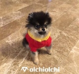 방탄소년단 뷔, 따뜻한 봄날 강아지와 하이파이브~