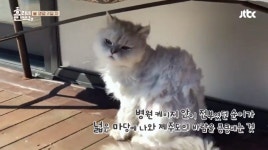 이효리, 동물가족 사랑이 듬뿍 담긴 자작시 공개