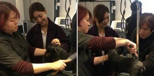 반려동물 하이브리드센터 SAC 펫타운으로 오세요