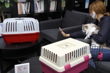 백산동물병원, 반려묘 가족 대상 함께해요, 캣티켓 캠페인