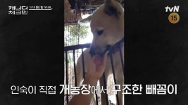 이효리 개농장서 구조한 빼꼼이와 재회, 그리고 드디어 이상형 만난다