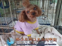 서울 강남 논현로133길 10 인근서 발견된 푸들