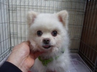 서울 관악구 예일동물병원 뒷 골목서 발견된 포메