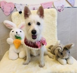 경북 경주시 외동읍 연안개곡 1길 101 경로당 부근서 발견된 믹스견