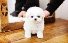 인천강아지분양 아담스펫, 비숑프리제 분양 및 연계병원 이용시 50%할인이벤트 진행