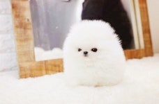 인천강아지분양 아담스펫, 포메라니안·비숑프리제 등 인기견종 최대 50% 할인분양