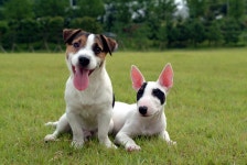 반려동물 심장사상충, 치료 어려워 예방이 최선