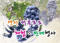 세종시, 복숭아 이어 이번엔 머루포도 연계산업 육성