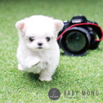 말티즈 분양 시 주의할점, 강아지 분양 베이비몽