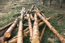 땔감 구하려 벌목하던 60대 나무에 깔려 사망