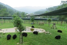 웅담 채취 곰 수난사...사육 산업 끝나면 부랑곰 되나
