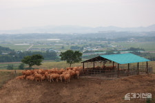 [누가 고기를 만드나③] 고유 유전자원인 한우, 어떻게 개량해 더 맛있어졌나