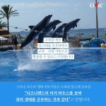 [카드뉴스]돌고래에게 수족관 생활이란