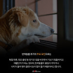 버려지는 동물 한 해 8만 마리...무력화된 반려동물 등록제