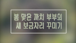 [제보 영상] 봄 맞은 까치부부의 새 보금자리 꾸미기 ①