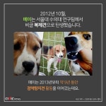 [카드뉴스] 서울대 복제견 메이 폐사...대학 동물실험의 폐해