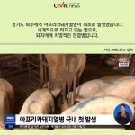 [카드뉴스] 아프리카돼지열병 발생! 얼마나 위험한 거지?
