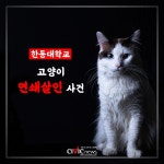 [카드뉴스] 와이어에 묶여 매달린 고양이 사체? 한동대학교 고양이 연쇄살인 사건