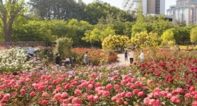 부산 화명동 장미공원, 장미꽃 만개...반려견 배설물 등은 옥의 티