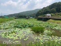 연꽃 활짝, 꽃향기 솔솔.. 본법 마을 생태공원은 지금 연화 세계