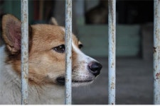 주인 목숨 구한 충견 복순이 도축업장에서 숨진 채 발견... 동물 학대 처벌 강화해야