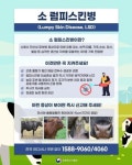 럼피스킨병 확산으로 소 사육 농장 골머리··· 사람에게는 전염되지 않아