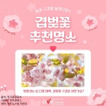 벚꽃은 지고 겹벚꽃이 핀다....겹벚꽃 명소 5곳 추천