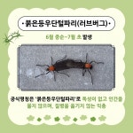 여름철 불청객, '동양하루살이' & '러브버그' 이렇게 대처하세요!