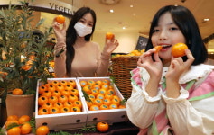 신세계百, 제주 프리미엄 감귤 판매...13브릭스↑ 고당도
